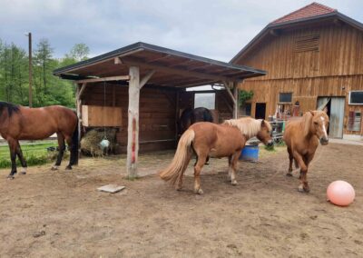 === ENGLISH KEYWORDS === Equine-assisted therapy Horse therapy for disabilities Hypnotherapy with horses Therapeutic horse riding Equine therapy for special needs Equine therapy for mental health Equine-assisted therapy near me Horse therapy for anxiety and depression Benefits of horse therapy Benefits of hypnotherapy with horses Equine-assisted therapy for autism Equine-assisted therapy for PTSD Hippotherapy sessions Horse-assisted interventions Equine therapy success stories Alternative therapy for mental health Therapeutic horsemanship === SLOVENIAN KEYWORDS === Terapija s pomočjo konj Terapija s konji za invalidne osebe Hipnoterapija s konji Terapevtsko jahanje Terapija s konji za osebe s posebnimi potrebami Terapija s konji za duševno zdravje Terapija s konji v moji bližini Terapija s konji za tesnobo in depresijo Prednosti terapije s konji Prednosti hipnoterapije s konji Terapija s konji za avtizem Terapija s konji za PTSD (posttravmatsko stresno motnjo) Hipoterapija Intervencije s pomočjo konj Zgodbe o uspehu terapije s konji Alternativna terapija za duševno zdravje Terapevtsko delo s konji