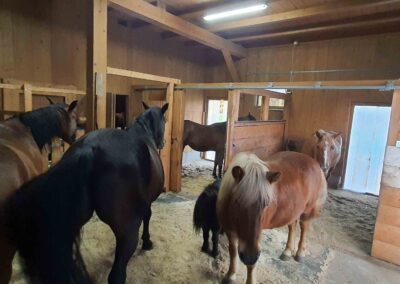 === ENGLISH KEYWORDS === Equine-assisted therapy Horse therapy for disabilities Hypnotherapy with horses Therapeutic horse riding Equine therapy for special needs Equine therapy for mental health Equine-assisted therapy near me Horse therapy for anxiety and depression Benefits of horse therapy Benefits of hypnotherapy with horses Equine-assisted therapy for autism Equine-assisted therapy for PTSD Hippotherapy sessions Horse-assisted interventions Equine therapy success stories Alternative therapy for mental health Therapeutic horsemanship === SLOVENIAN KEYWORDS === Terapija s pomočjo konj Terapija s konji za invalidne osebe Hipnoterapija s konji Terapevtsko jahanje Terapija s konji za osebe s posebnimi potrebami Terapija s konji za duševno zdravje Terapija s konji v moji bližini Terapija s konji za tesnobo in depresijo Prednosti terapije s konji Prednosti hipnoterapije s konji Terapija s konji za avtizem Terapija s konji za PTSD (posttravmatsko stresno motnjo) Hipoterapija Intervencije s pomočjo konj Zgodbe o uspehu terapije s konji Alternativna terapija za duševno zdravje Terapevtsko delo s konji