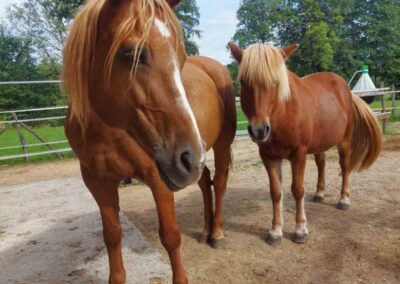 === ENGLISH KEYWORDS === Equine-assisted therapy Horse therapy for disabilities Hypnotherapy with horses Therapeutic horse riding Equine therapy for special needs Equine therapy for mental health Equine-assisted therapy near me Horse therapy for anxiety and depression Benefits of horse therapy Benefits of hypnotherapy with horses Equine-assisted therapy for autism Equine-assisted therapy for PTSD Hippotherapy sessions Horse-assisted interventions Equine therapy success stories Alternative therapy for mental health Therapeutic horsemanship === SLOVENIAN KEYWORDS === Terapija s pomočjo konj Terapija s konji za invalidne osebe Hipnoterapija s konji Terapevtsko jahanje Terapija s konji za osebe s posebnimi potrebami Terapija s konji za duševno zdravje Terapija s konji v moji bližini Terapija s konji za tesnobo in depresijo Prednosti terapije s konji Prednosti hipnoterapije s konji Terapija s konji za avtizem Terapija s konji za PTSD (posttravmatsko stresno motnjo) Hipoterapija Intervencije s pomočjo konj Zgodbe o uspehu terapije s konji Alternativna terapija za duševno zdravje Terapevtsko delo s konji